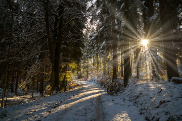 Sonnenstrahlen durchbrechen die verschneiten Bäume und werfen ihre Strahlen auf den verschneiten Wald