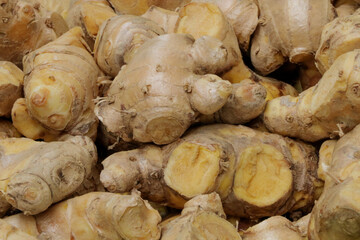 Fototapeta premium Cassumunar ginger herb for medicine in thailand