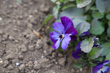 冬の花壇に咲く紫色のビオラの花
