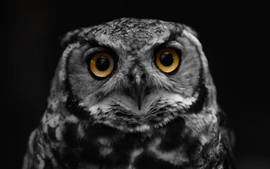 Foto op Aluminium great horned owl © Markus