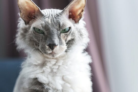 Portrait of Donskoy Sphynx cat