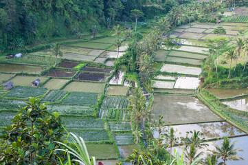 Campos de arroz. Arrozales en Bali. Indonesia