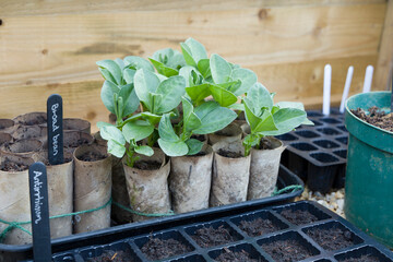 Broad beans (fava beans) in a cold frame, sowing vegetable seeds