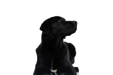 labrador retriever dog laying one way and looking the other