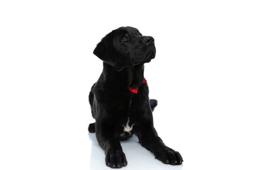 labrador retriever dog lying down, wearing a red bowtie