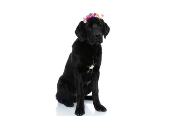labrador retriever dog wearing a headband with flowers