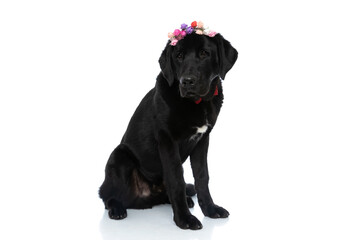 labrador retriever dog wearing a bowtie and flowers