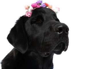 labrador retriever dog falling asleep and wearing a flower headband