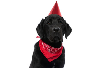 cute labrador retriever dog wearing a birthday hat