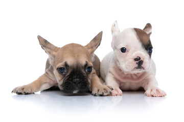 two cute french bulldog dogs are lying down