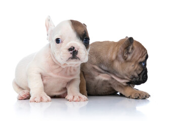 two french bulldog dogs are looking aside and at camera