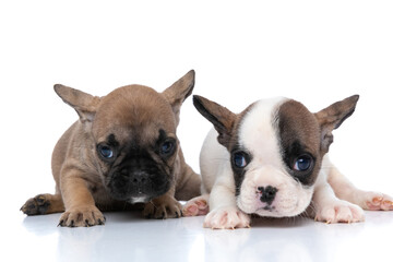 fawn french bulldog dog and a white one lying down