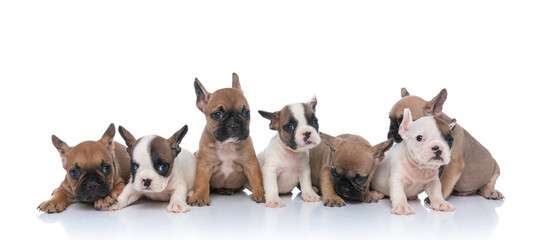 adorable family of seven little puppies posing
