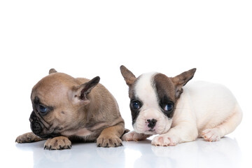two french bulldog dogs looking away and aside