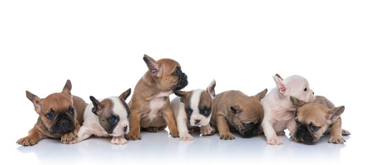 lovely group of seven little puppies looking to side