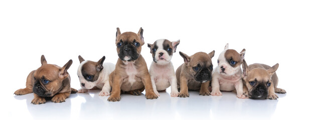sweet group of seven little bulldog puppies posing