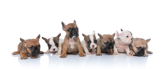 precious team of adorable french bulldog puppies posing