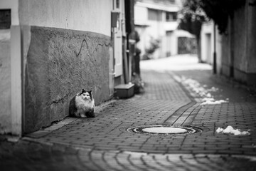 einsame Katze