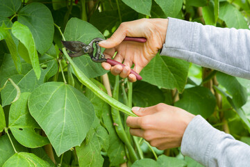 Woman picking runner beans growing on a plant, UK