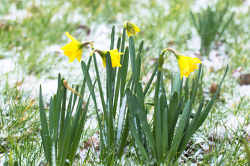 Fototapeta premium The first spring flowers are daffodils covered with snow.