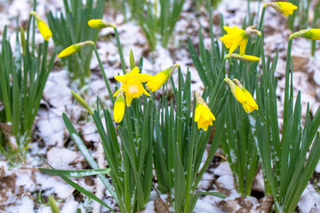 Fototapeta premium The first spring flowers are daffodils covered with snow.