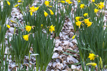 Fototapeta premium The first spring flowers are daffodils covered with snow.