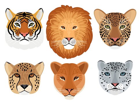 Wild cat head set. Hunting trophy, lion and tiger, leopard and snow leopard, cheetah front face of wildcats, vector illustration of aggressive beasts heads isolated on white background