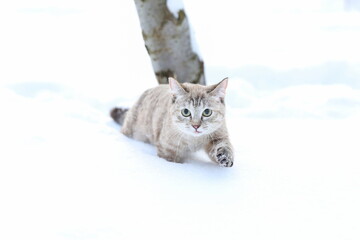 brown beautiful cat walks in the snow outdoors