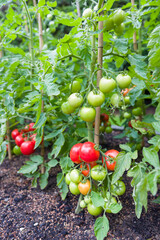 Tomatoes growing outdoors in England UK