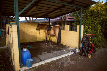 Brown saddled horse tied up in the stable