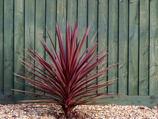Beautiful red cordyline plant by fence, outdoors. - 406678555