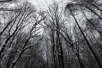 Park Śląski pokryty śniegiem. © Miroslaw