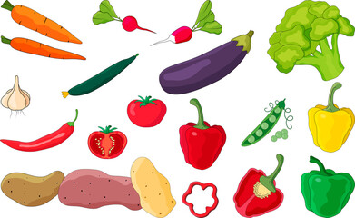Set of different vegetables isolated on white background.Fresh vegetables, autumn harvest.Broccoli, potatoes, radishes, tomatoes, peas, peppers, chili peppers lying nearby.Flat vector illustration .