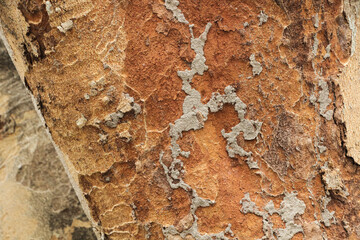 Bark big tree in garden