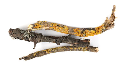 Obraz premium Mossy tree branches, twigs with lichen, isolated on white background, top view