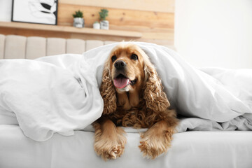 Cute English cocker spaniel covered with soft blanket on bed