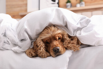 Cute English cocker spaniel covered with soft blanket on bed