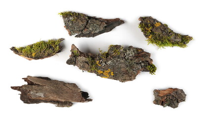 Moss and lichen on tree bark pieces, isolated on white background, top view