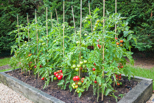 Tomato plants with ripe tomatoes growing outdoors in England UK