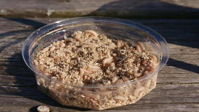 Worms and larvae move in a plastic plate. Maggot white, fish food.