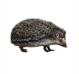 The European hedgehog (Erinaceus europaeus) - obrazy, fototapety, plakaty