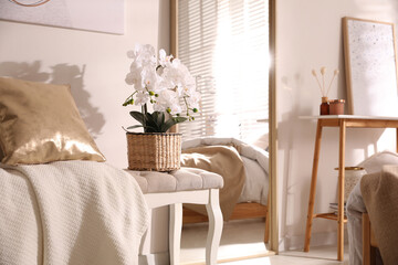 Beautiful room interior with potted white orchids © New Africa