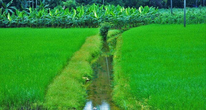 A paddy field with a natural canal system at Kadungallur, Malappuram, Kerala, India