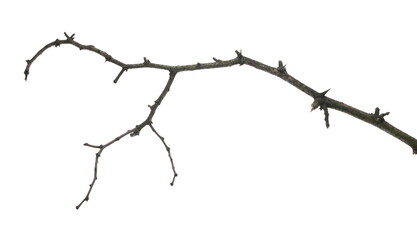 Naked tree branch, twig isolated on white background and texture, clipping path