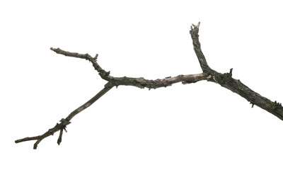 Naked tree branch, twig isolated on white background and texture, clipping path