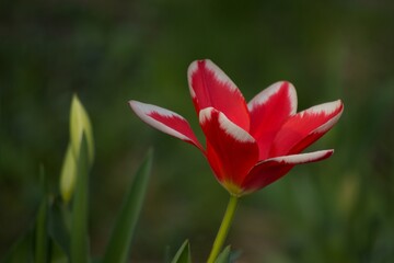 Close-up of a red tulip flower on a green background. 
