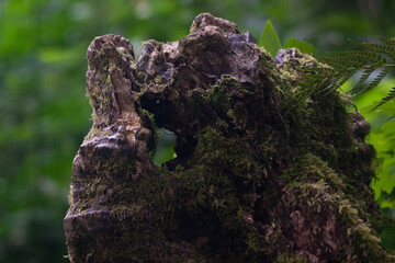 Stump. Old tree. The remainder of the tree. Green background. Natural background.