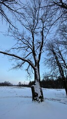 zimowy krajobraz i koło Włodawy dużo śniegu niebieskie niebo złota godzina 