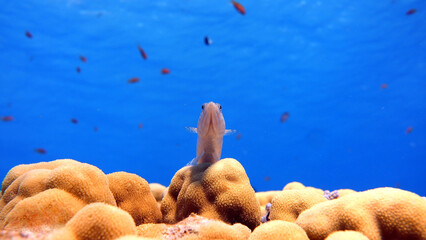 Lizard fish laying down on the beautiful coral inside the deep water of the Red Sea.  © Max Frey