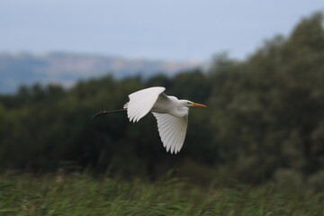 Great White Egret over the Avalon Marshes
